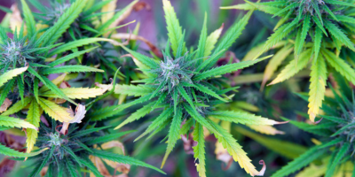 How AI and RFID Can Help Your Cannabis Business Grow